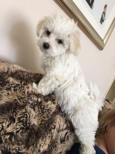Stunning Tear Stains Free Maltese Puppy, One Left
