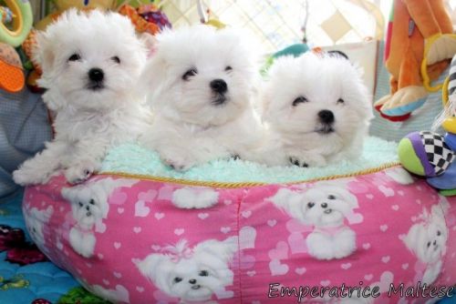 Kennel Club Reg. Tiny Show Quality Maltese Puppies