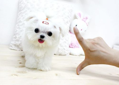 Intelligent Maltese puppies (***) ***-***0