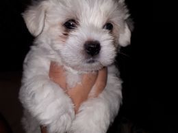 Maltese/bichon Puppies For Sale