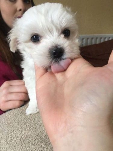 Stunning Maltese Puppy