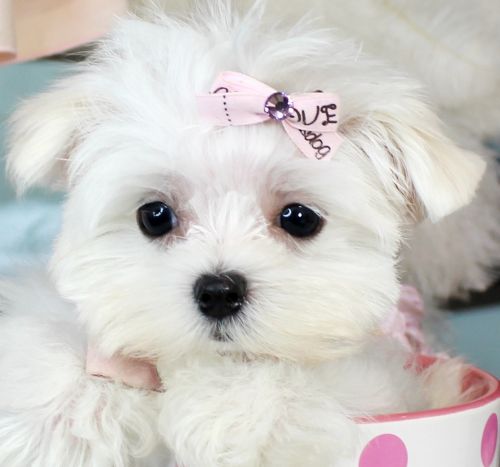 Super cute teacup puppies