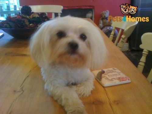 exceptional Maltese Dog