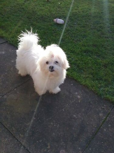 Maltese Girl Pure Bred