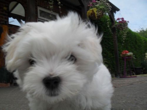 Cute Maltese Pup