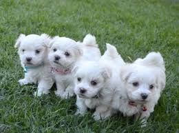 cute male and female Maltese puppies for adoption...