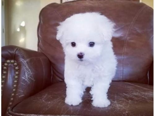 Beautiful Maltese puppies for sale