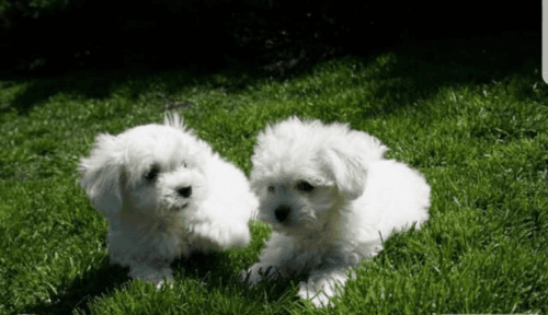 Beautiful Maltese Puppy For Sale
