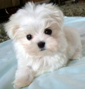 Raised FamilY Maltese and Yorkieshire LitterS