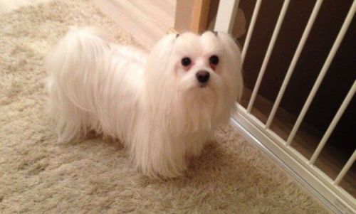 Full Korean Maltese Stud