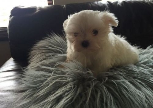 Gorgeous AKc Reg Maltese