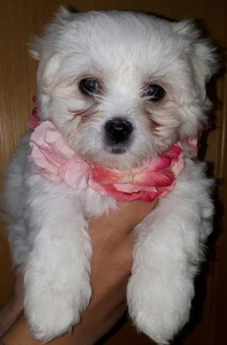 3/4 Maltese Babies (lhatese) Ready Now