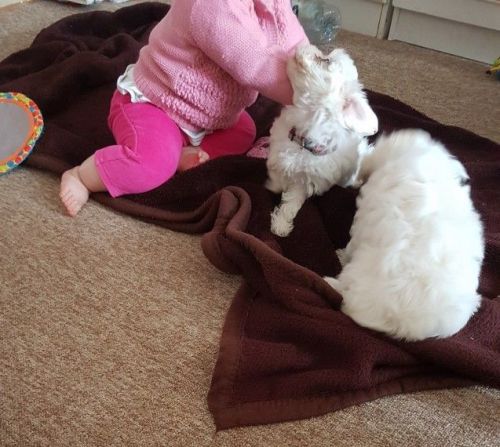 Maltese Males For Sale.