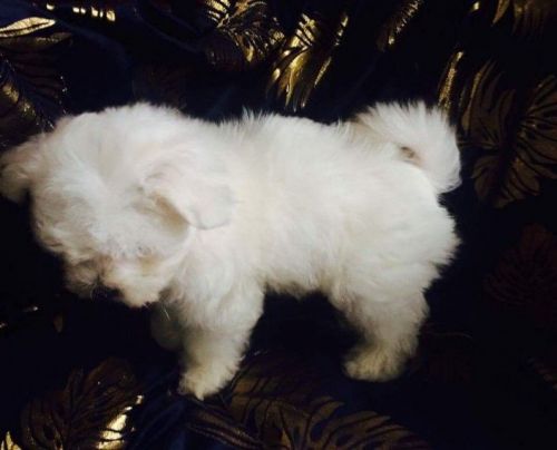 Stunning Ball Of Fluff Baby Girl