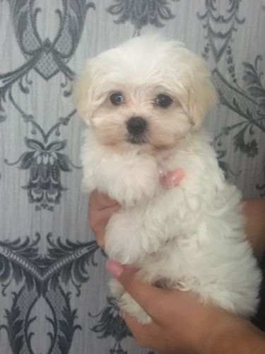 2 Beautiful Kc Reg Maltese Baby Girls