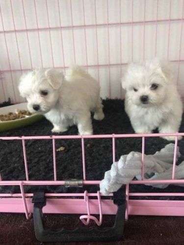 Super Adorable Maltese Puppies