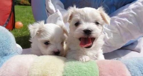 Home for Our Maltese Puppies TEXT, ***