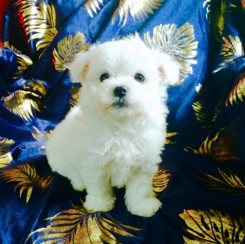 Maltese Puppies For Sale