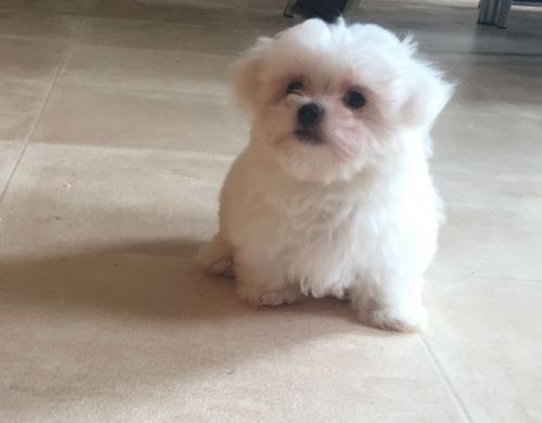 Adorable Maltese Pedigree Puppies.