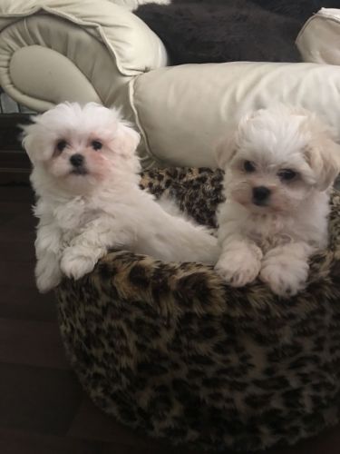 Kc Registered Maltese Puppies