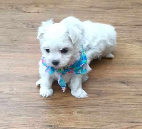 Gorgeous Teacup Maltese puppies...SMS..(***) *** -***4