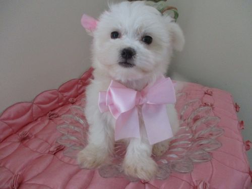 Maltese., Gorgeous Girls *