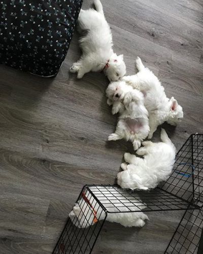 Maltese Puppies for sale in Washington, DC, USA. price: NA