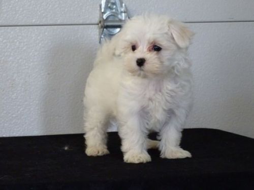 Super Cute Maltese Puppies