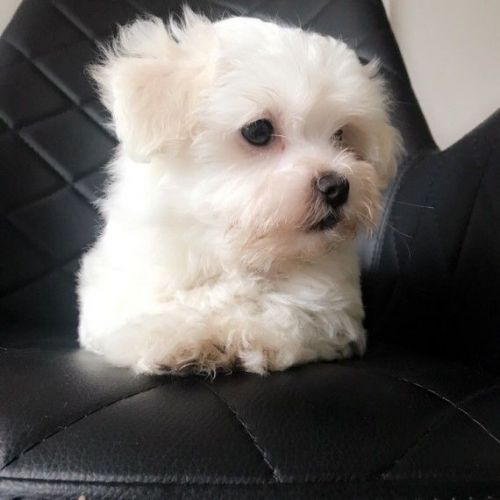 Kc Reg Maltese available