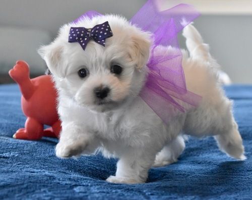 Adorable Maltese puppies for sale