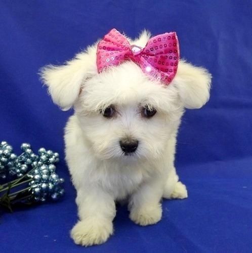 Adorable Maltese puppies for sale