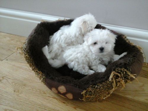 Beautiful Kc Reg Baby Girl