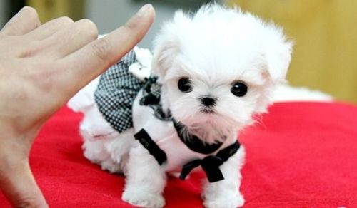 Beautiful Teacup Maltese puppies. Text (***) ***-***7