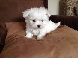Healthy Male and Female Maltese puppies Text (***) ***8-502