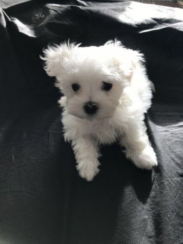 Fully Vaccinated.... Kc Maltese Puppy
