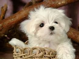 Intelligent Maltese Pups Text (***) ***-***2