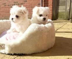 Nice and Healthy Maltese Puppies Available Text (***) ***-***2