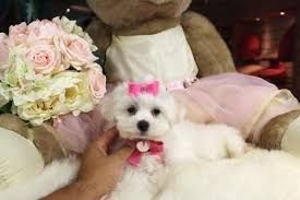 Lovely white maltese puppies Text (***) ***-***2