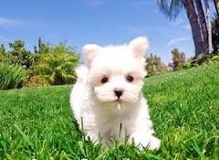 Maltese Puppies for Adoption. Text (***) ***-***2
