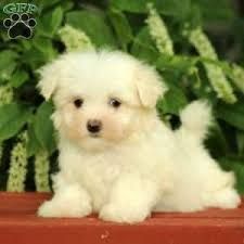 Charming Maltese Puppies. Text (***) ***-***2