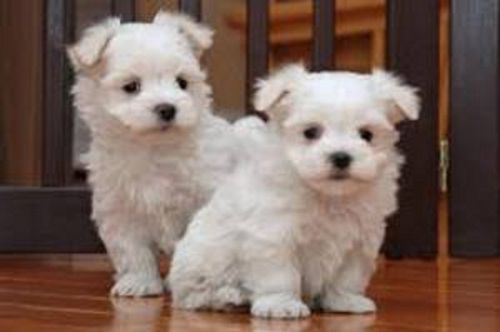 Intelligent Maltese Pups **FREE** ,text on ***