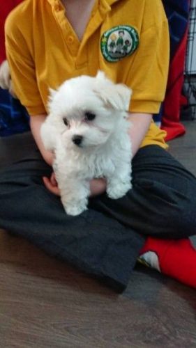 Beautiful Maltese Puppies