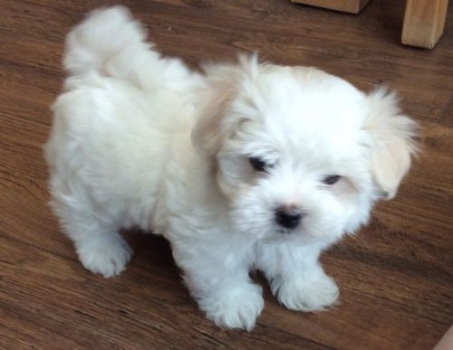 Beautiful Tiny Maltese Boy For Sale