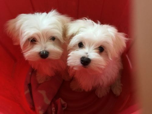 Outstanding Tiny Kc Registered Maltese Puppies