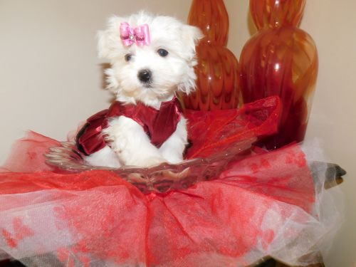 Maltese. * Baby-doll Girl * STUNNING *