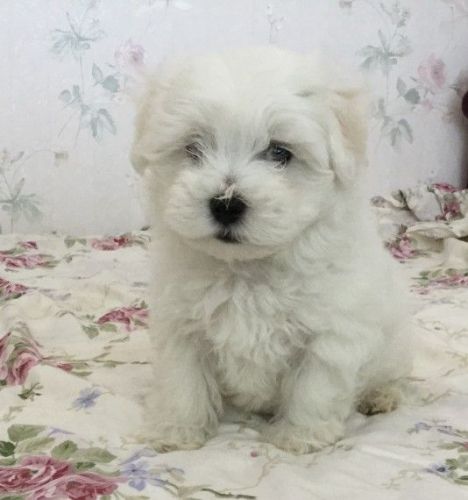 Teeny Tiny Kc Maltese Female
