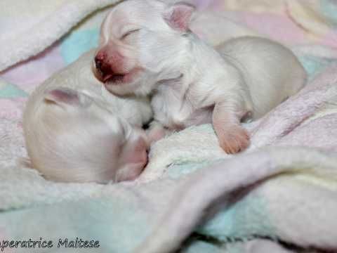 Tiny Pure Maltese Boy For Sale