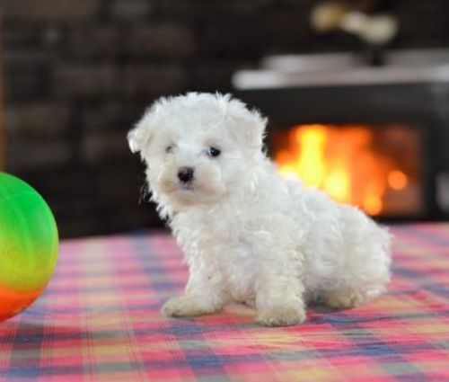 text us on(***) ***-***2