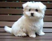 Two Teacup Maltese Puppies Needs a New Family