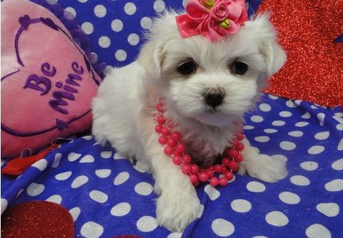 Sweet Maltese puppies